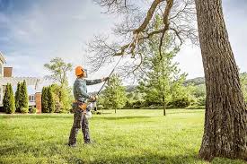 Tree and Shrub Care in South Corning, NY